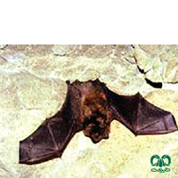 گونه خفاش سندی Sind Bat